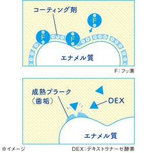 「フッ素」＋「酵素」