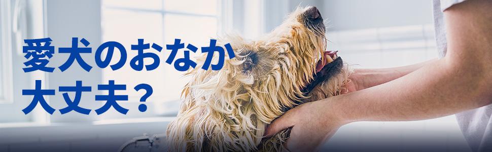 愛犬のおなか大丈夫？