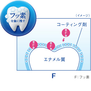 フッ素を歯に残す