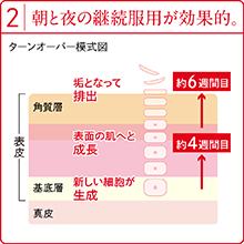 朝夜の継続服用が効果的