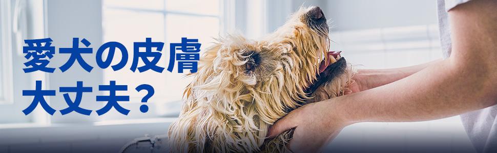 愛犬の皮膚大丈夫？