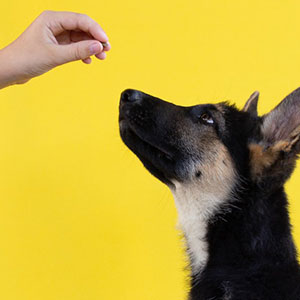 ペティオPetio犬用おやつ極上無添加ササミと野菜角切りタイプチーズ乳酸菌カルシウム入り着色料?保存料?酸化防止剤?香料無添加