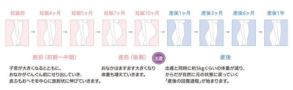 お腹変化