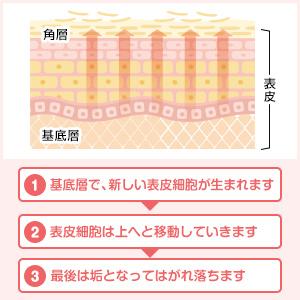 ビタミンB2?B6が皮膚?粘膜の ターンオーバーを正常化