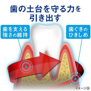 オウバクエキスが「歯の土台を守る力を引き出す」