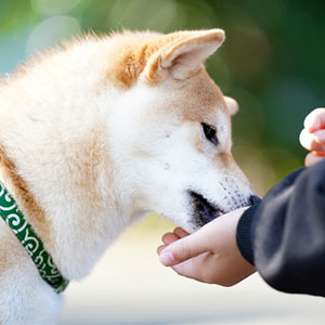 ペティオ (Petio) プラクト 歯みがきデンタルガム 超小型~小型犬 ハード 70g