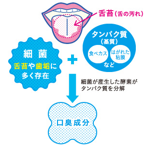 健常人の口臭発生の主要因は舌苔