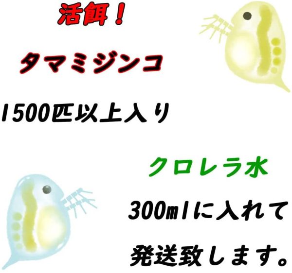 【メダカの友】タマミジンコ 約1500匹（0.5g）【生クロレラ水に入れて発送】 - 画像 (2)