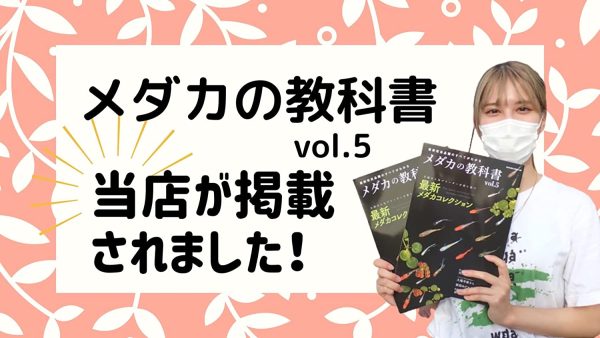 メダカ 生体 高級 【ミックスメダカ 20匹+餌セット】 ミジンコ ゾウリムシ 生クロレラ PSB と同梱包可能 - 画像 (5)