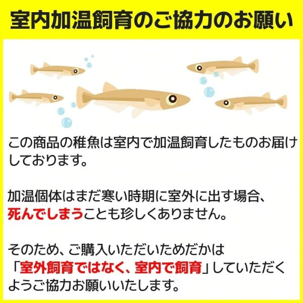 【保障2匹付き】 メダカ ミックス 20匹 多種多色 生体 種類 めだか 成魚 幹之 セット 水草 ラメメダカ ダルマメダカ 餌 高級 販売 水槽 ビオトープ 鉢 三色 卵 餌 熱帯魚 観賞魚 金魚 アクアリウム テラリウム - 画像 (2)