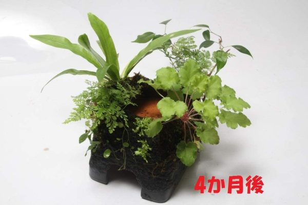 ピクタ 活着君 (植物を育てる布) 魚,テラリウム、 S(30×24cm)