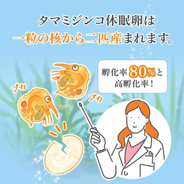 【和香】【長期保存OK】タマミジンコ 休眠卵 1000粒 （約2,000匹）培養可 めだか 金魚 の 活餌 に 栄養満点 メダカ - 画像 (3)