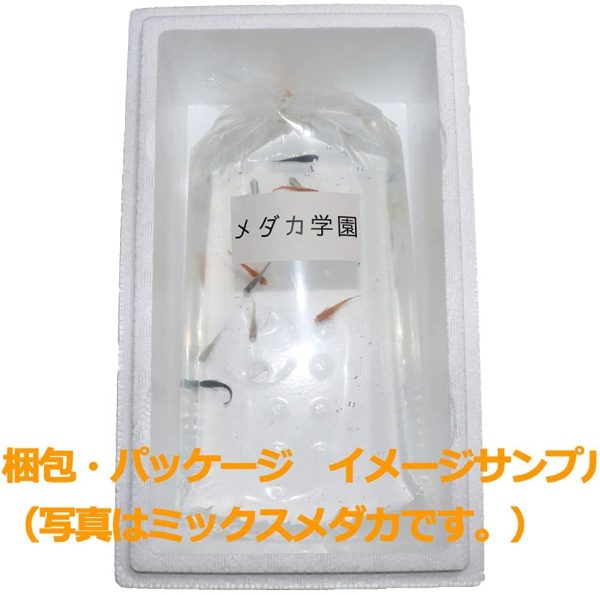 【メダカ学園】めだか 生体 多種類 ミックスメダカ M?L（2.5?4cm）種親サイズ 10匹 おまかせセット - 画像 (4)