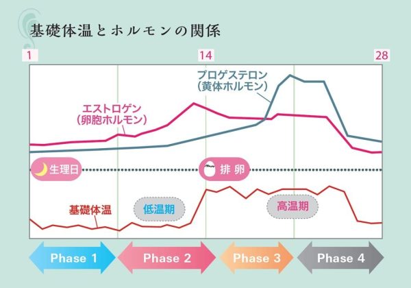 TＤＫ 婦人体温計 口中測定 ルナルナ 他 豊富な 妊活 健康 スマホアプリへ 簡単 体温データ転送 - 画像 (3)