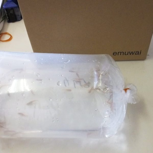 【生体】エサ用メダカ100匹 めだか メダカ emuwai - 画像 (3)