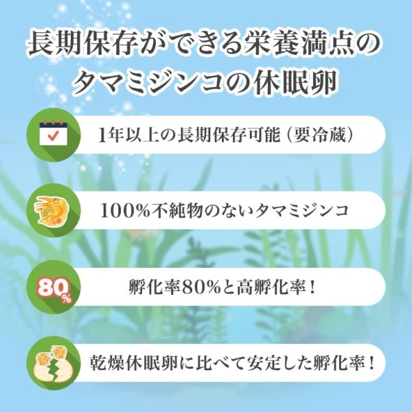 【和香】【長期保存OK】タマミジンコ 休眠卵 1000粒 （約2,000匹）培養可 めだか 金魚 の 活餌 に 栄養満点 メダカ - 画像 (2)