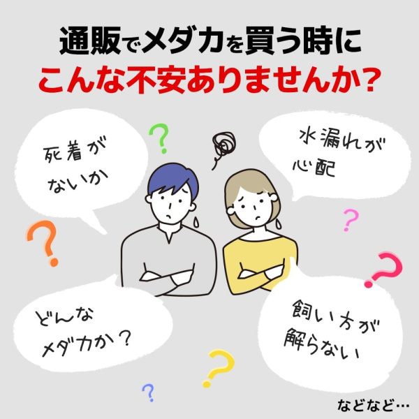 【保障2匹付き】 メダカ ミックス 20匹 多種多色 生体 種類 めだか 成魚 幹之 セット 水草 ラメメダカ ダルマメダカ 餌 高級 販売 水槽 ビオトープ 鉢 三色 卵 餌 熱帯魚 観賞魚 金魚 アクアリウム テラリウム - 画像 (7)