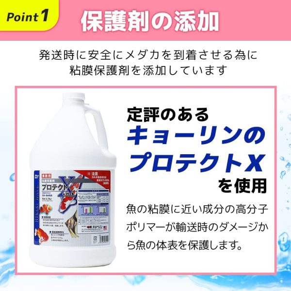 【保障2匹付き】 メダカ ミックス 20匹 多種多色 生体 種類 めだか 成魚 幹之 セット 水草 ラメメダカ ダルマメダカ 餌 高級 販売 水槽 ビオトープ 鉢 三色 卵 餌 熱帯魚 観賞魚 金魚 アクアリウム テラリウム - 画像 (8)