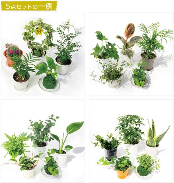 観葉植物お試し5鉢セット【限定商品】何が来るかお楽しみ - 画像 (7)