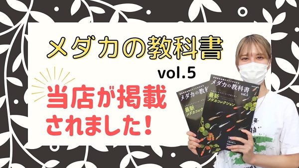 ミジンコ　タマミジンコ　10,000匹　メダカ　ゾウリムシ　PSB　メダカ飼育　めだか - 画像 (2)