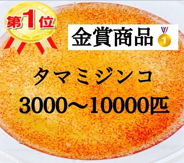 ミジンコ 【3000～10000匹 】 グリーンウォーター付き 売り切れ御免 めだかの餌に！！みじんこ ゾウリムシ めだか メダカ PSB