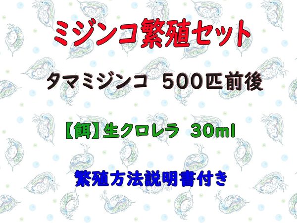 【ミジンコ繁殖セット】タマミジンコ 約1500匹（0.5g）+スーパー生クロレラ 30ml+繁殖方法説明書付き【メダカの友】 - 画像 (4)