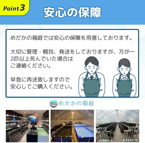 【保障2匹付き】 メダカ ミックス 20匹 多種多色 生体 種類 めだか 成魚 幹之 セット 水草 ラメメダカ ダルマメダカ 餌 高級 販売 水槽 ビオトープ 鉢 三色 卵 餌 熱帯魚 観賞魚 金魚 アクアリウム テラリウム - 画像 (9)