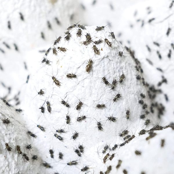 フタホシコオロギ 2mm ピンヘッド 生き餌 イモリ カエル ヤモリ 餌 【ゴキバンク産】 (300匹) - 画像 (5)