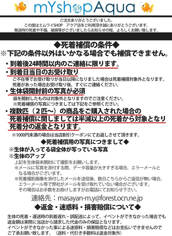 ミナミヌマエビ 100匹 エビ 飼育用?餌用にも 【生体】emuwai - 画像 (3)